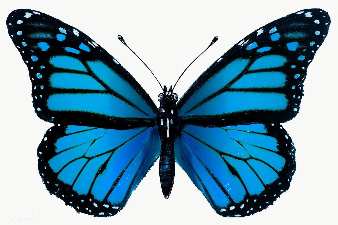 Blå sommerfugl tegning