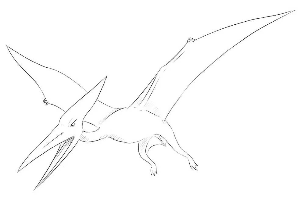 Pterodactylus dinosaur tegning