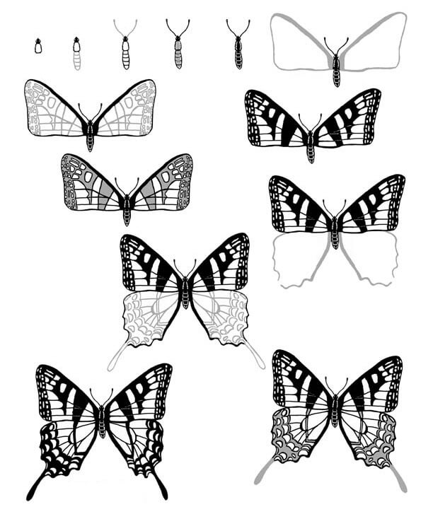Swallowtail sommerfugl tegning